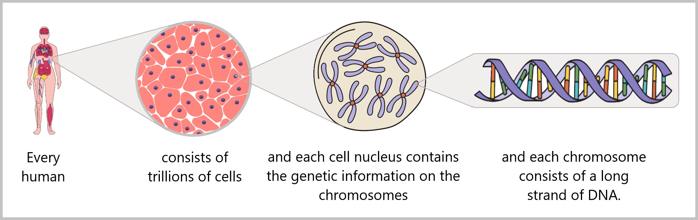 The Wonderful World of Life: Cells, Proteins, and the Immune System ...